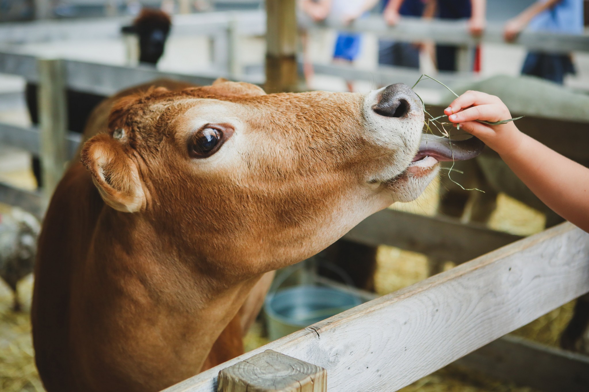 Honey Hill Farm Mobile Petting Zoos and Pony Rides