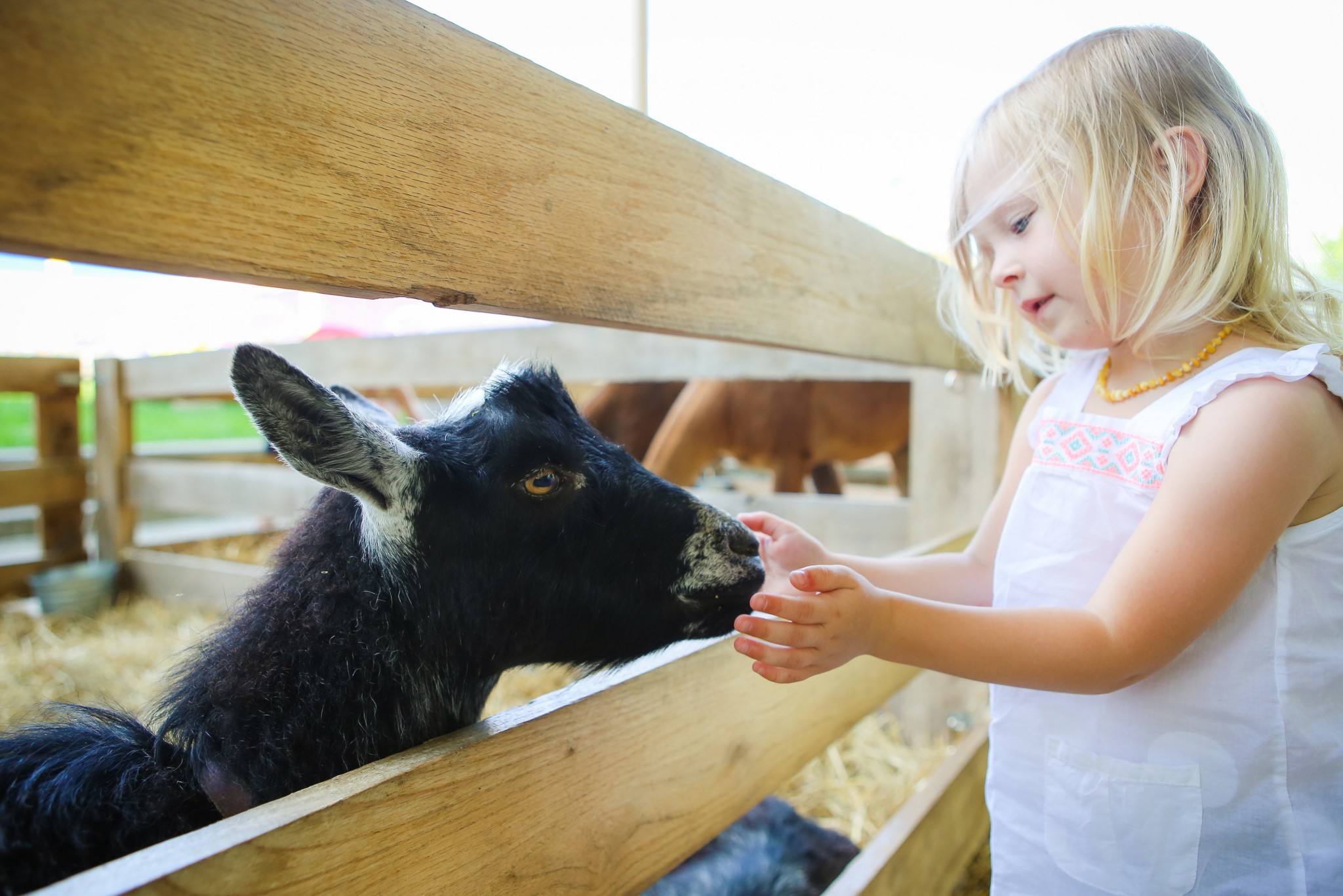 Columbus Ohio travelling petting zoo